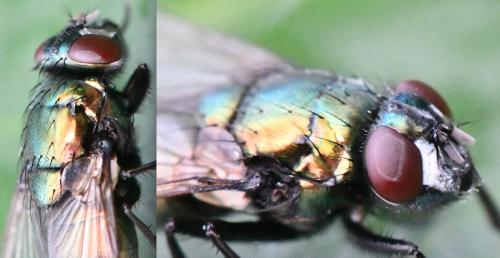 Réf. 296 402 : Neomyia cornicina